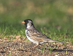 image of Harris's sparrow