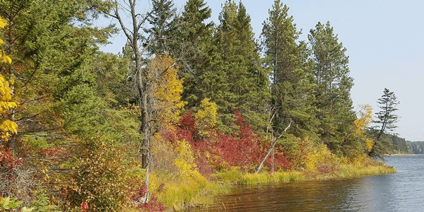 Fall color along Hayes Lake shoreline