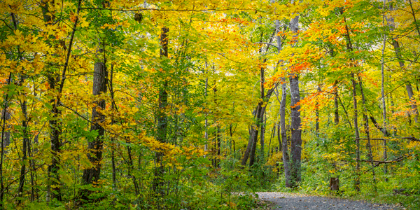 fall color at William O'Brien State Park