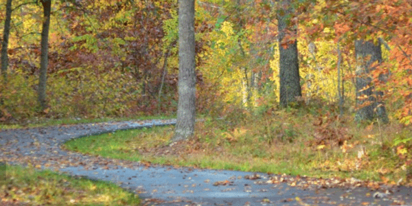 Fall color and winding path through the woods of St. Croix State Park