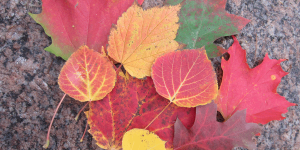 Collection of fall leaves at Lake Bemidji State Park