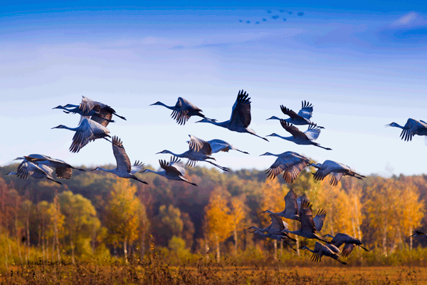 image of a sandhill cranes