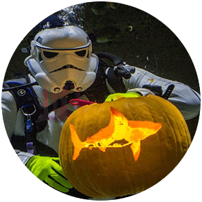 image of a diver and pumpkin