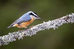 image of a red-breasted nuthatch