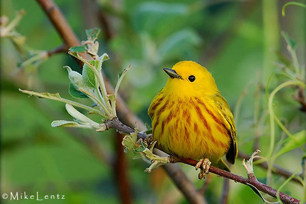 image of a yellow warbler