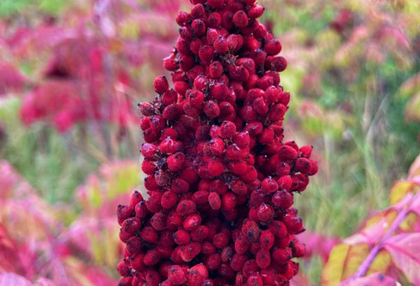Sumac seed head at Afton State Park