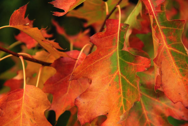Pretty oak leaves at Charles A. Lindbergh State Park