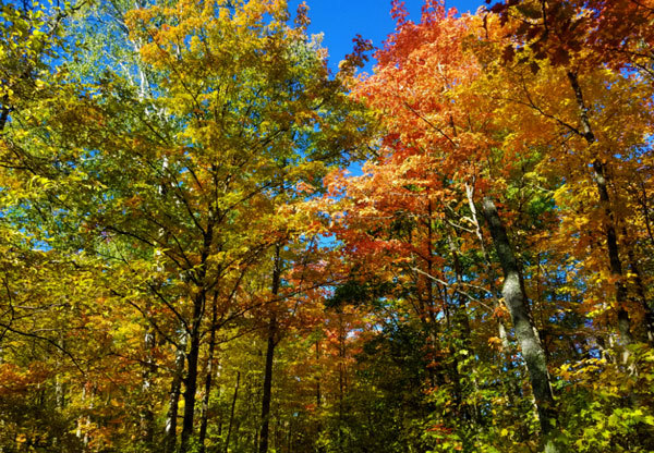 Fall color at at Savanna Portage State Park