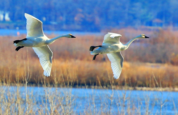 image of a tundra swans near Brownsville