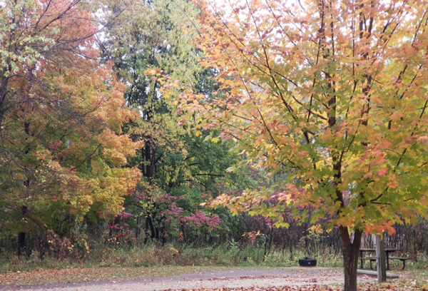 A variety of leaf color at Myre-Big Island State Park