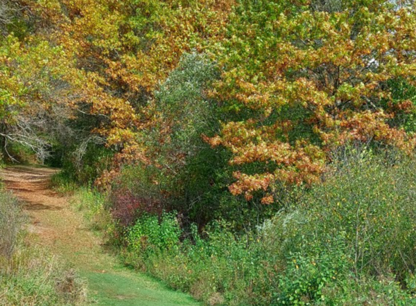 Fall color at William O’Brien State Park