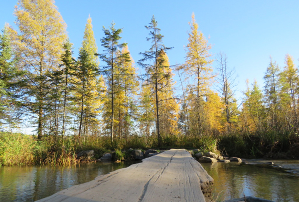 image of fall color at Itasca State Park