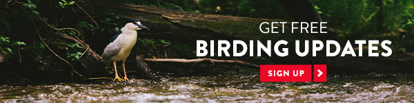 an ad to sign up for the monthly Minnesota birding update