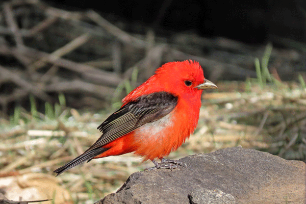 image of a scarlet tanager