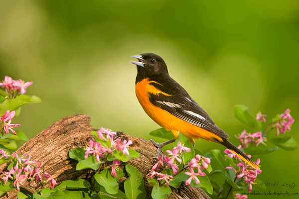 image of a altimore oriole