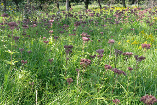 Image of Joe Pye blooms at Glendalough State Park