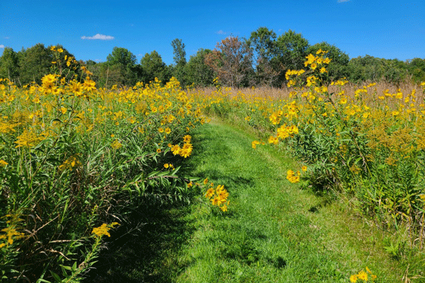 Image of the first prairie color at Nerstrand Big Woods State Park