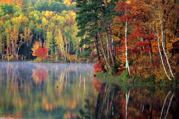 Image of fall color Fall color in Chippewa National Forest