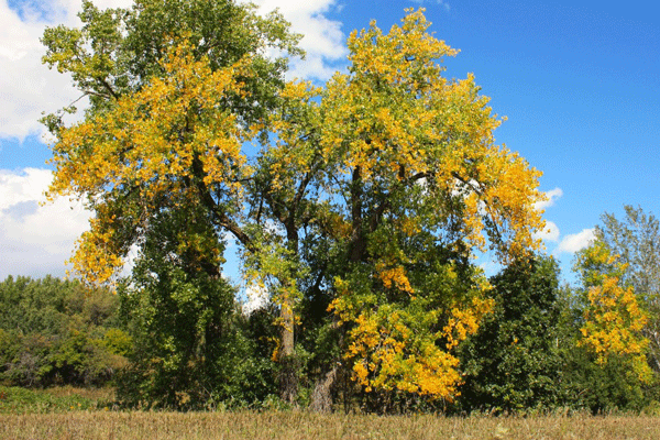 Image of fall color at Buffalo River State Park