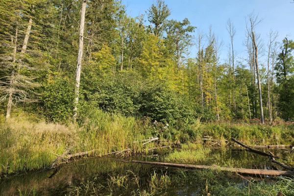 Image of fall color along the West Savanna River at Savanna Portage State Park