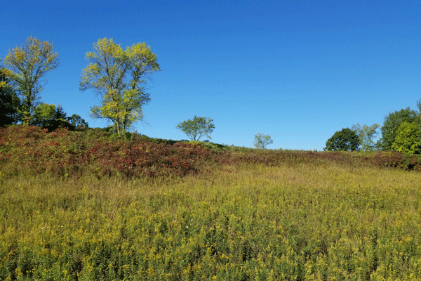 Image of fall color in the sumac and goldenrod at Afton State Park
