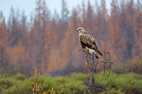 an image of a rough-legged hawk