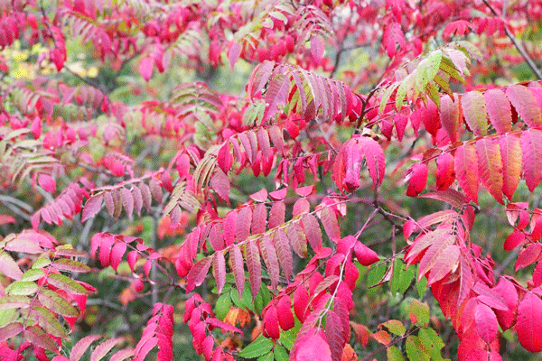 Image of fall color at Lake Carlos State Park