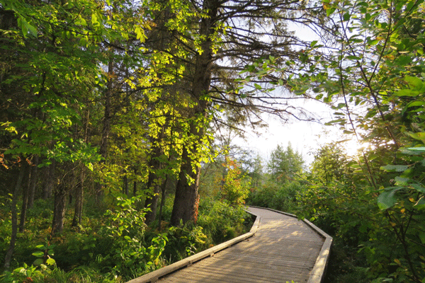 Image of fall color along the Sunrise Boardwalk leading to the Mississippi River Headwaters at Itasca State Park