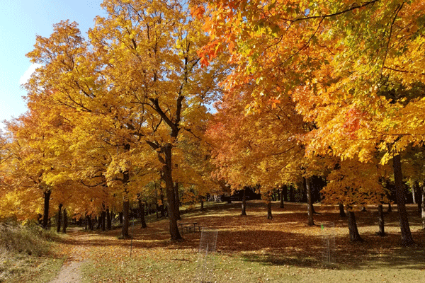 an image of Fall color at Lake Carlos State Park’s lower campground