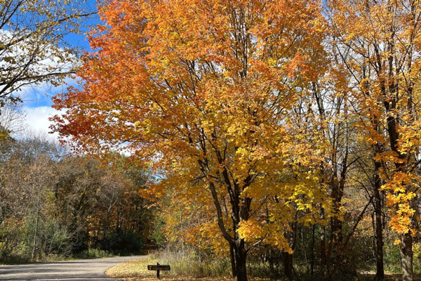 an image of fall color at Lake Maria State Park