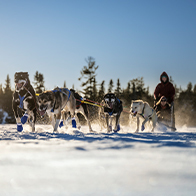 an ad to read about the MN Winter Sports Passport with an image of sled dogs