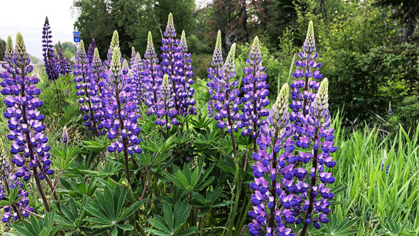 Lupine along Lake Superior's Hwy 61 by Amy Brinkman