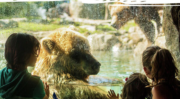 Get up close and personal with grizzly bears at the Minnesota Zoo / Minnesota Zoo