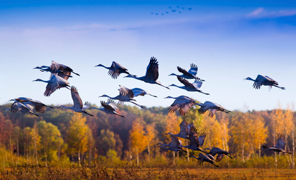 an image of sandhill cranes flying through Sherburne National Wildlife Refuge in Zimmerman