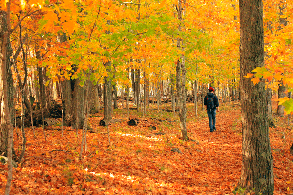 Stunning fall color at Father Hennepin State Park by Douglas Anderson