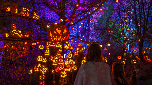 an image of scary carved pumpkins and colorful lights from the Jack-0-Lantern Spectacular event at the Minnesota Zoo in Apple Valley