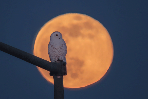 Snowy Owl under a full moon in winter by Rich Hoeg - 365DaysOfBirds.com