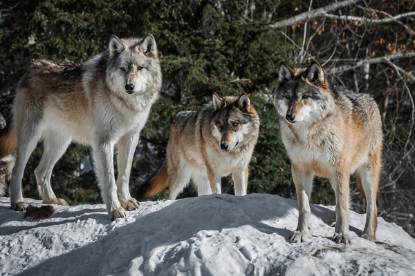 an image of a wolf pack at the International Wolf Center in Ely by Eve Schrank