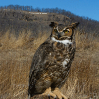 an image of Spud, the International Owl Center's great horned owl