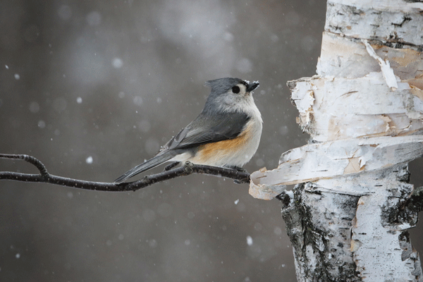 Tufted Titmouse by Joseph G. Gosline 