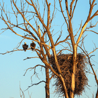 an image of a pair of eagles in a tree