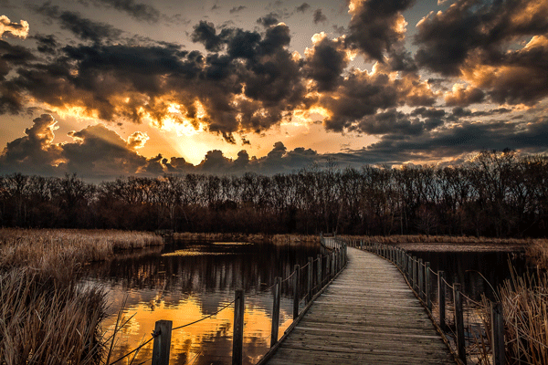  an image of the Wood Lake Nature Center boardwalk in Richfield by John Glavan