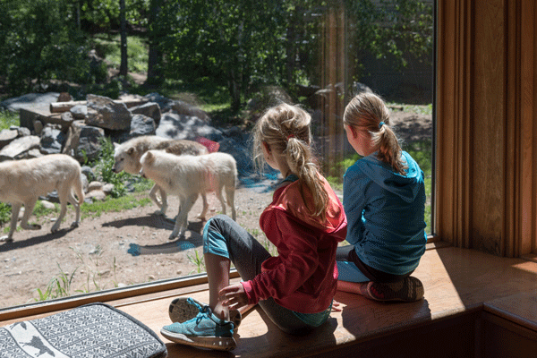 an image of children watching wolves through a window