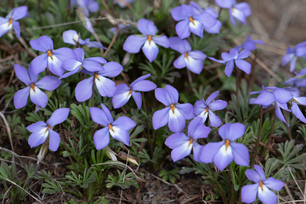 an image of Birdfoot Violet at Grey Cloud Dunes Scientific and Natural Area