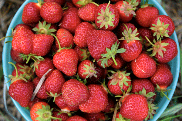 an image of fresh-picked strawberries from Rod's Berry Farm by Andrew Parks