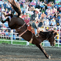 an image from a rodeo with a man riding a bucking horsse