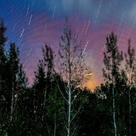 an image the night shy behind trees