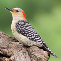 an image of a red-bellied woodpecker - Photo by Sharon Day