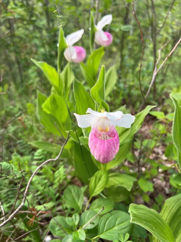  a close up image of a ladyslipper