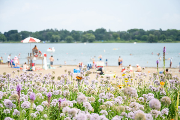 Monarch butterfly on beach, Minneapolis